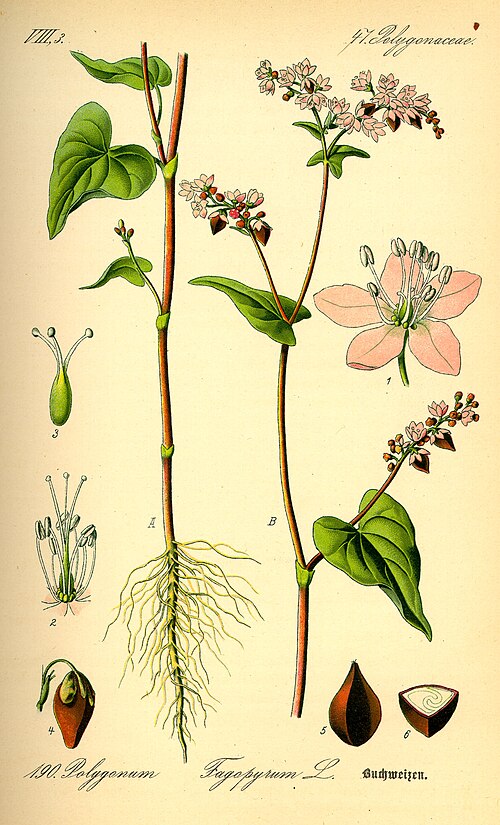 Buckwheat