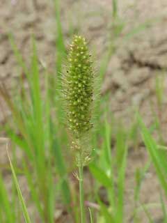Foxtail Millet