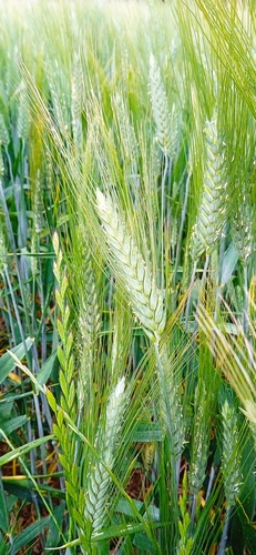 Khorasan wheat