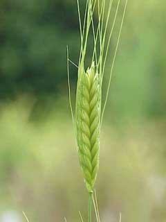 How to Cook Einkorn Wheat Berries (Step-by-Step Guide)