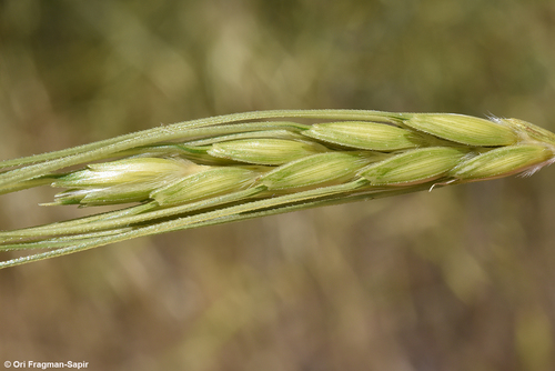 Emmer wheat