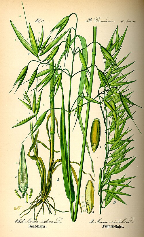 Oat