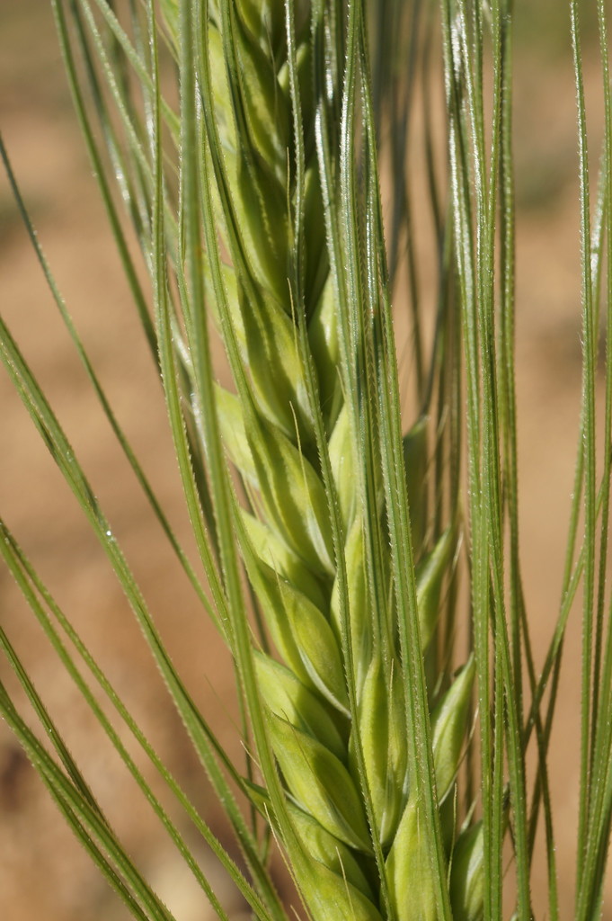 Barley