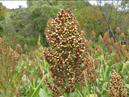 Sorghum