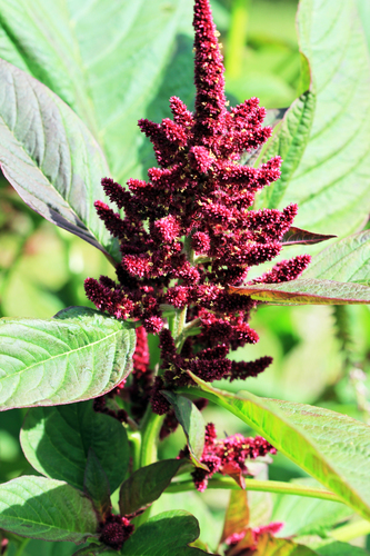 Amaranth
