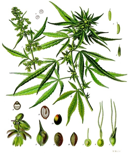 Hemp