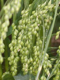 Common Millet