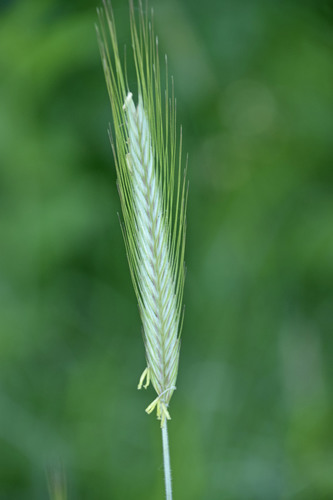 Rye