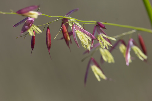 Wild Rice