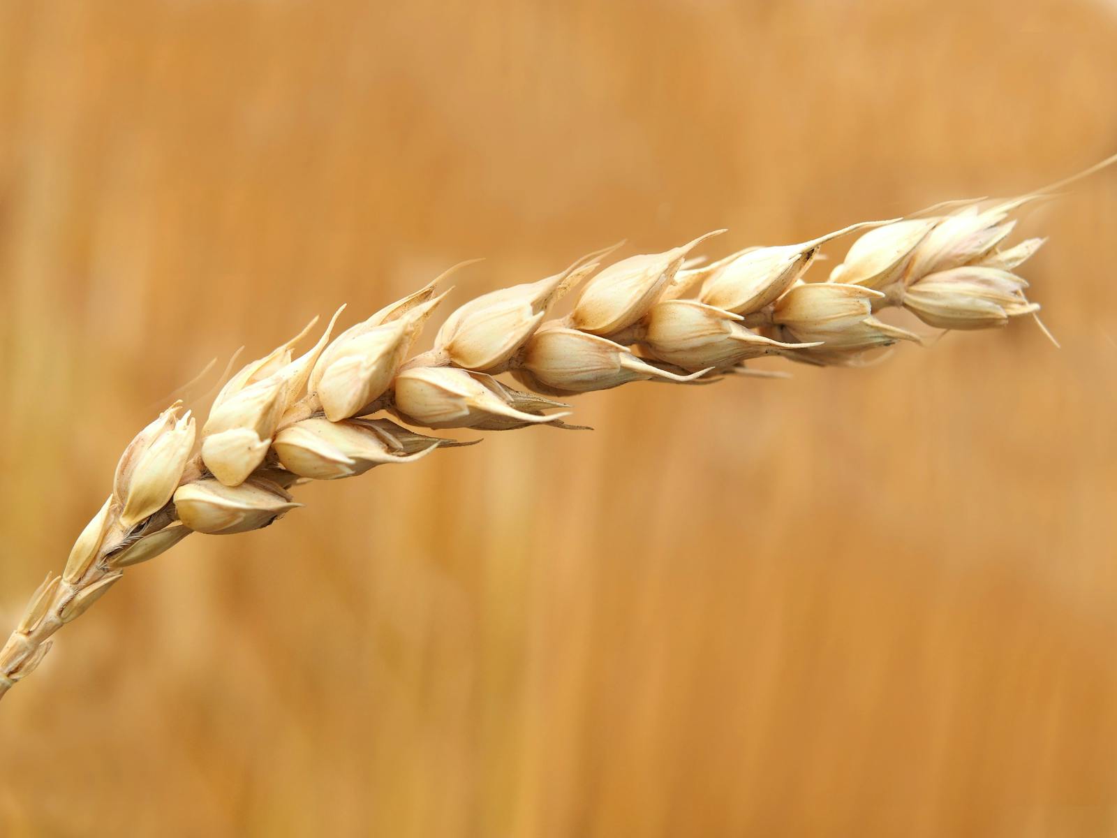 Detailed macro photograph of a wheat ear in a sunlit field