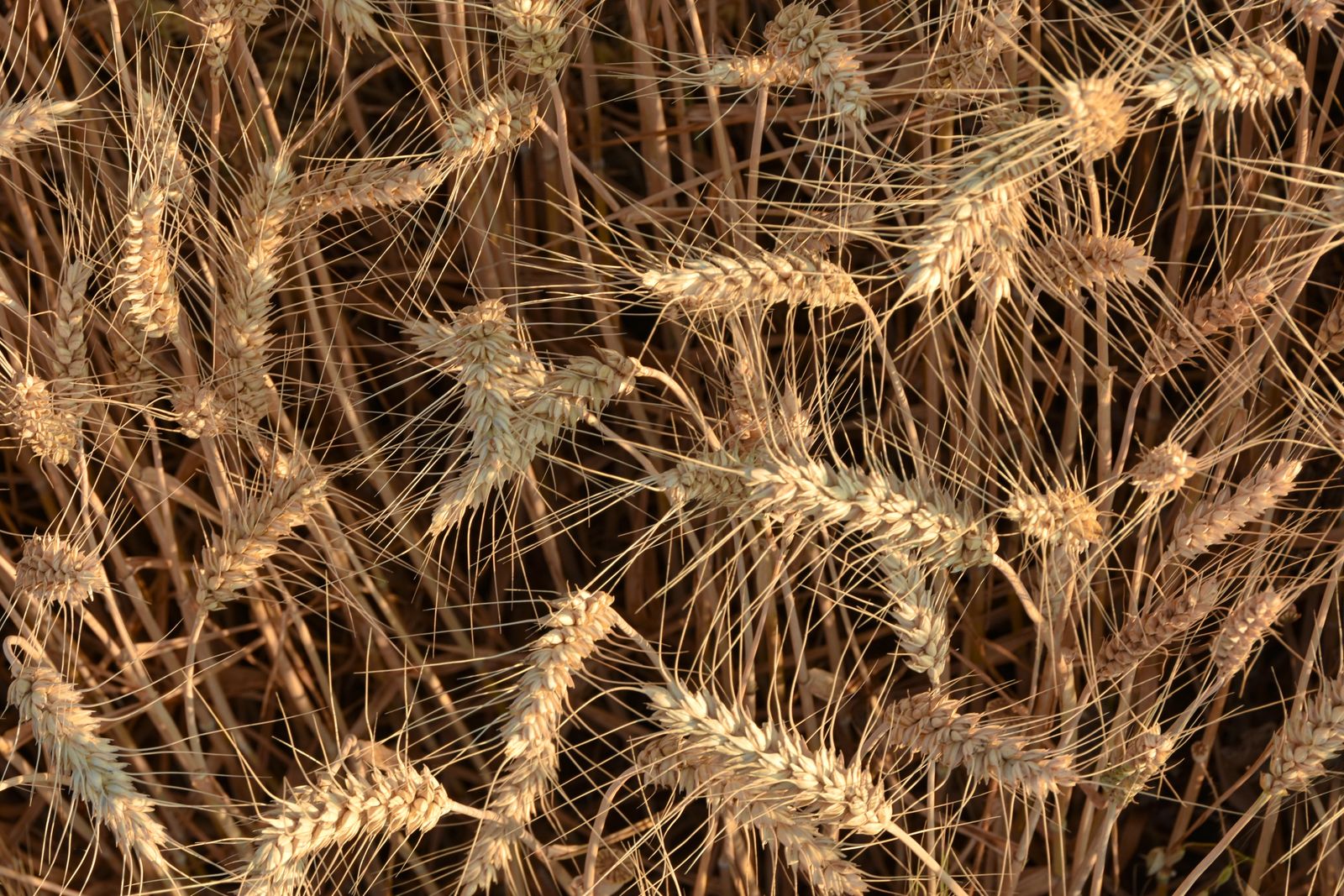A sunlit field showing two different stands of heritage wheat side by side, illustrating the kind of varietal contrast this comparison covers.