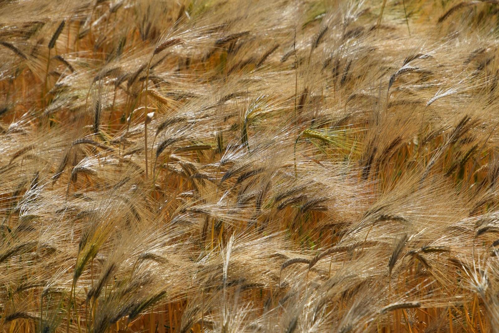 A golden wheat field in Siirt, southeast Türkiye, near the region where einkorn was first domesticated around 10,500 BCE.