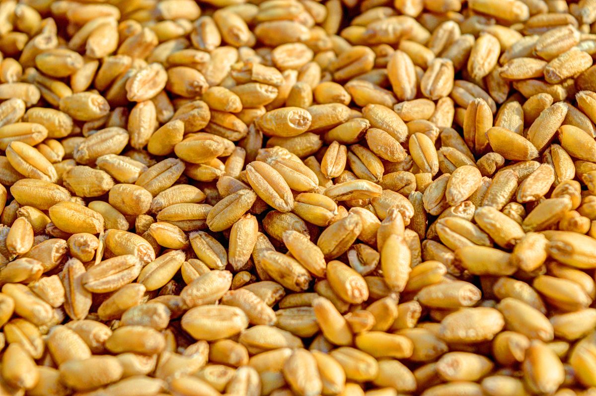 Close-up of pale golden hard white wheat berries