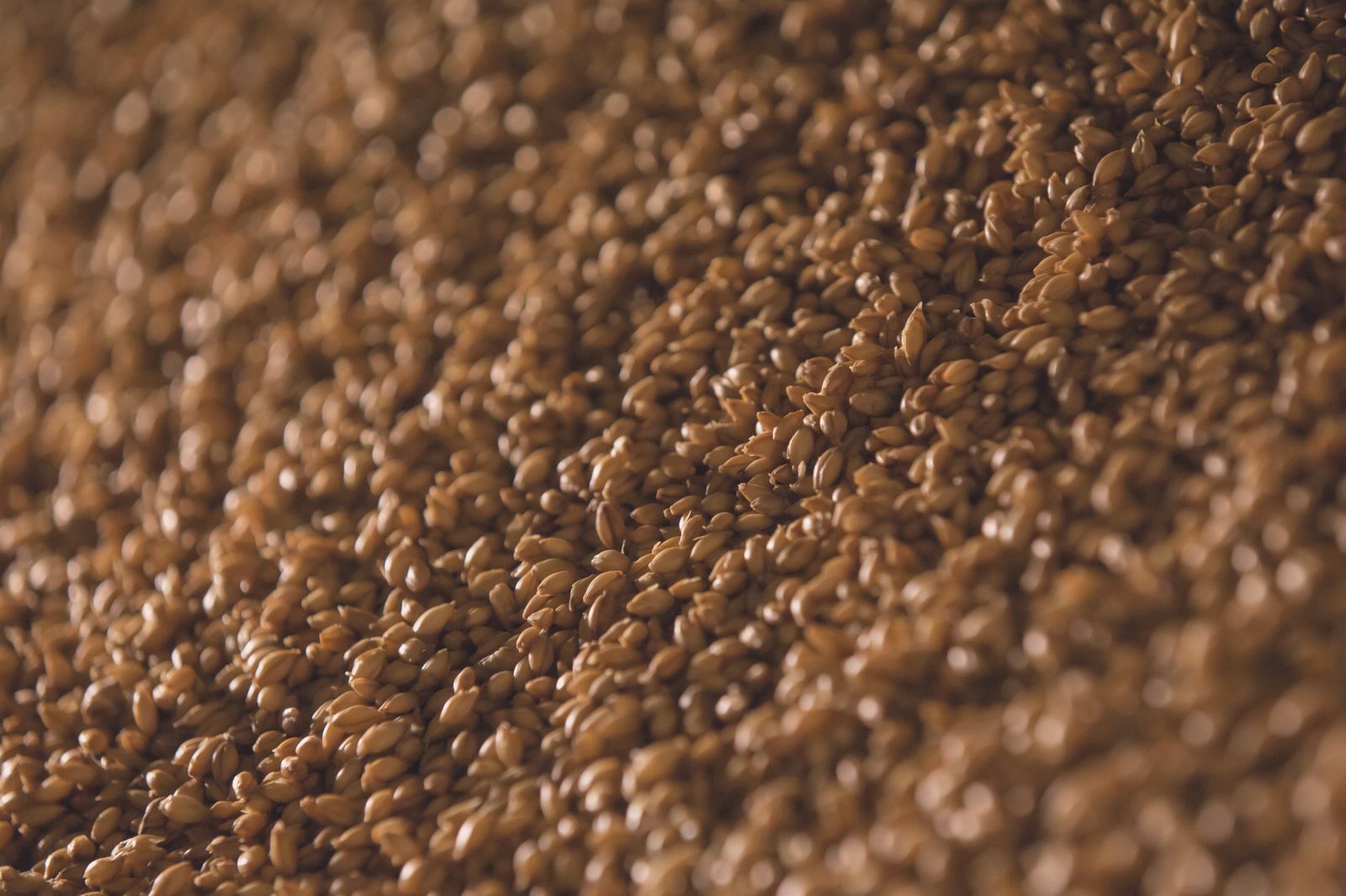 Close-up of raw pearl barley grains