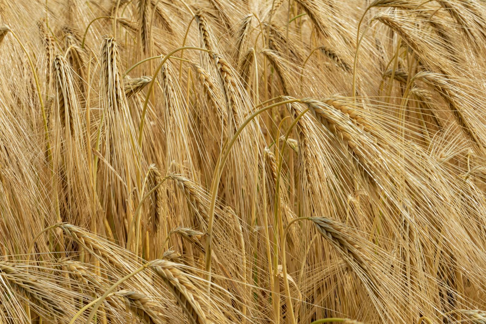 A close-up of golden barley grains ripening in a summer field, the grain at the centre of the most common gluten-bearing-cereal question.