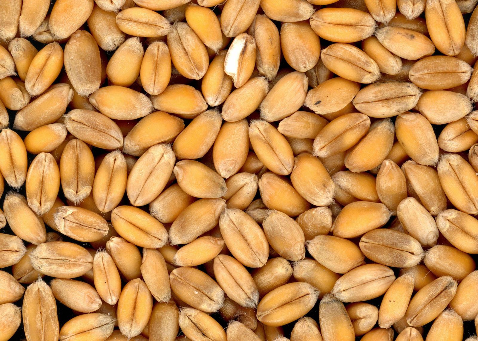 A detailed close-up of wheat grains showing their texture and color, the kind of grain this gluten guide covers.