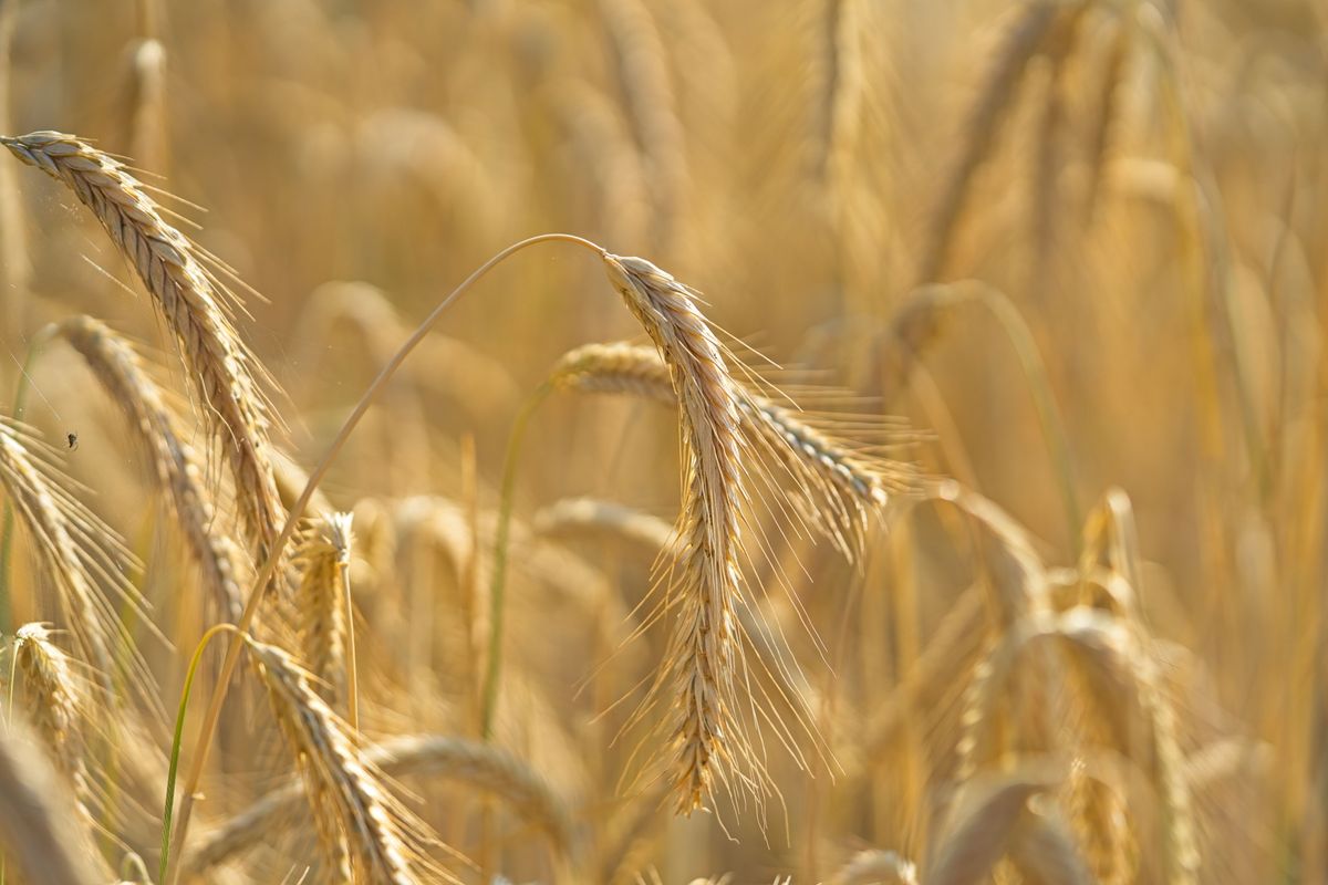 Ripe golden wheat spikes in a summer field, the seed heads of a hexaploid wheat like spelt.