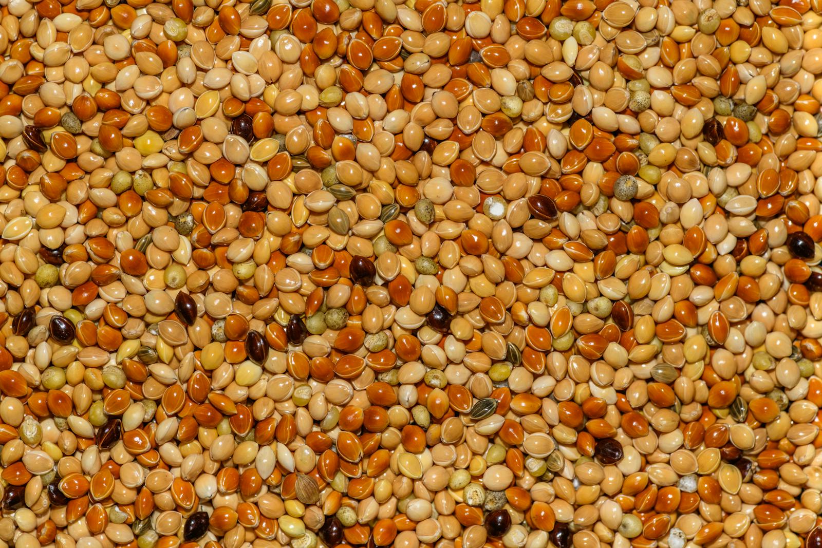 Close-up of golden mixed millet seeds