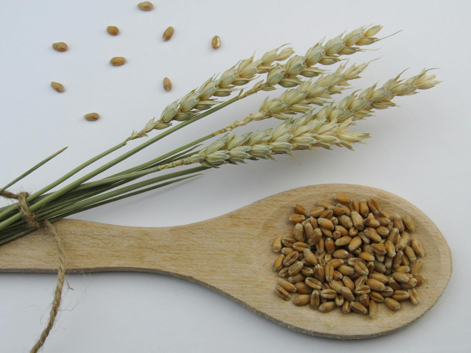 A close-up of wheat grains on a wooden spoon with wheat stalks behind, on a light background