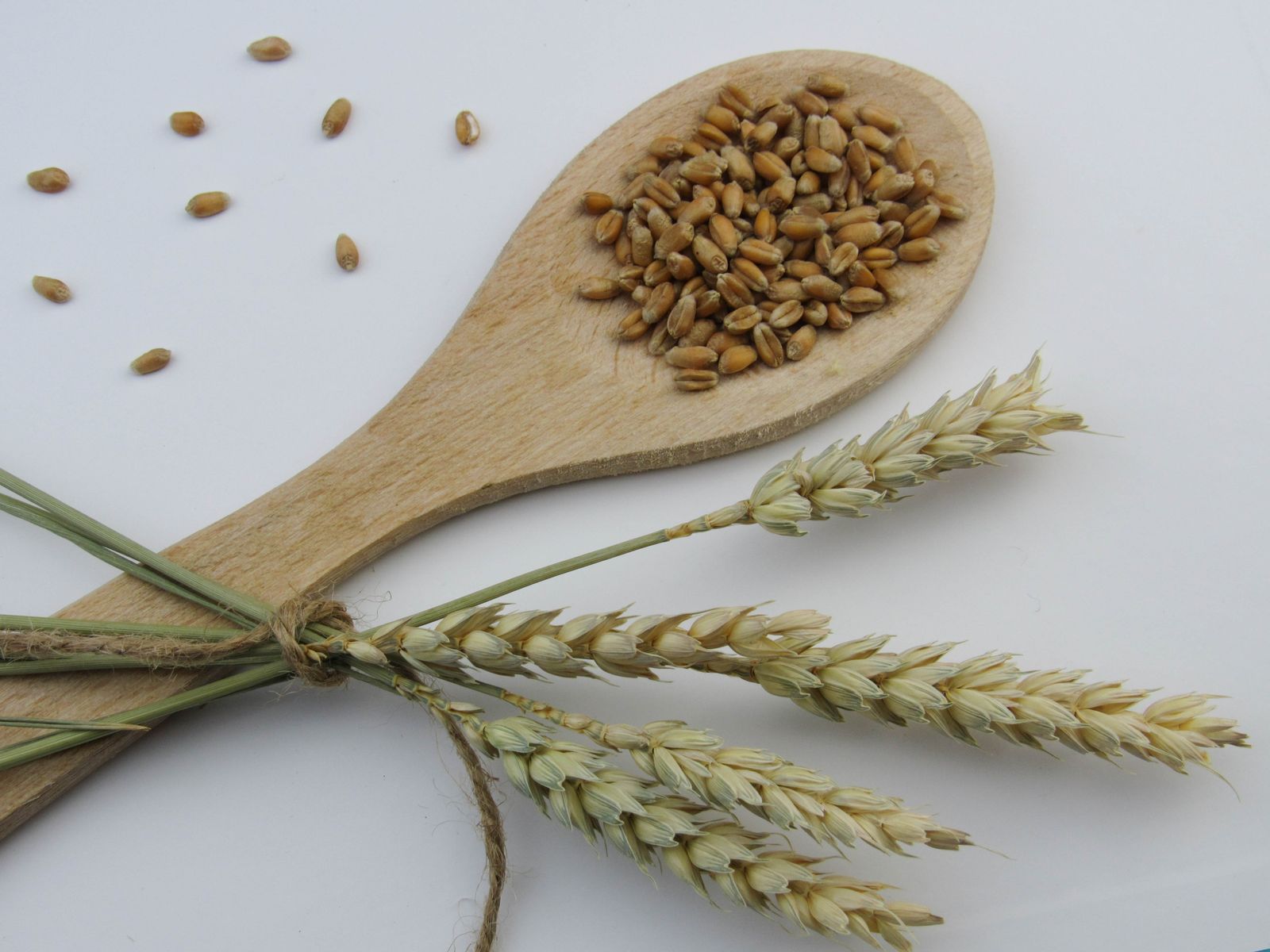Spelt grains and stalks on a wooden spoon against a light background