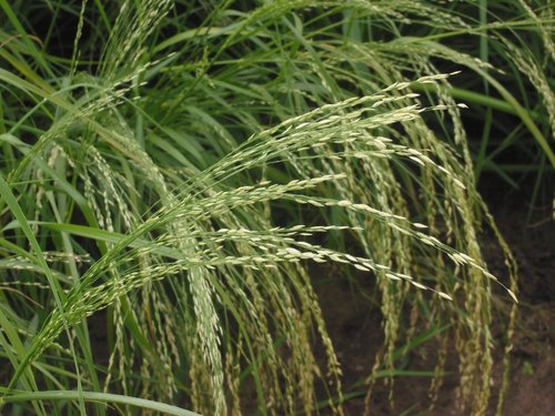 Close-up of fine teff grain